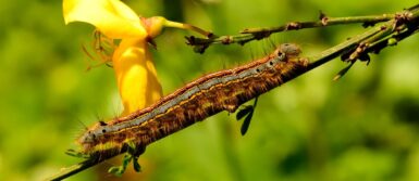 brown and black caterpillar on yellow flower