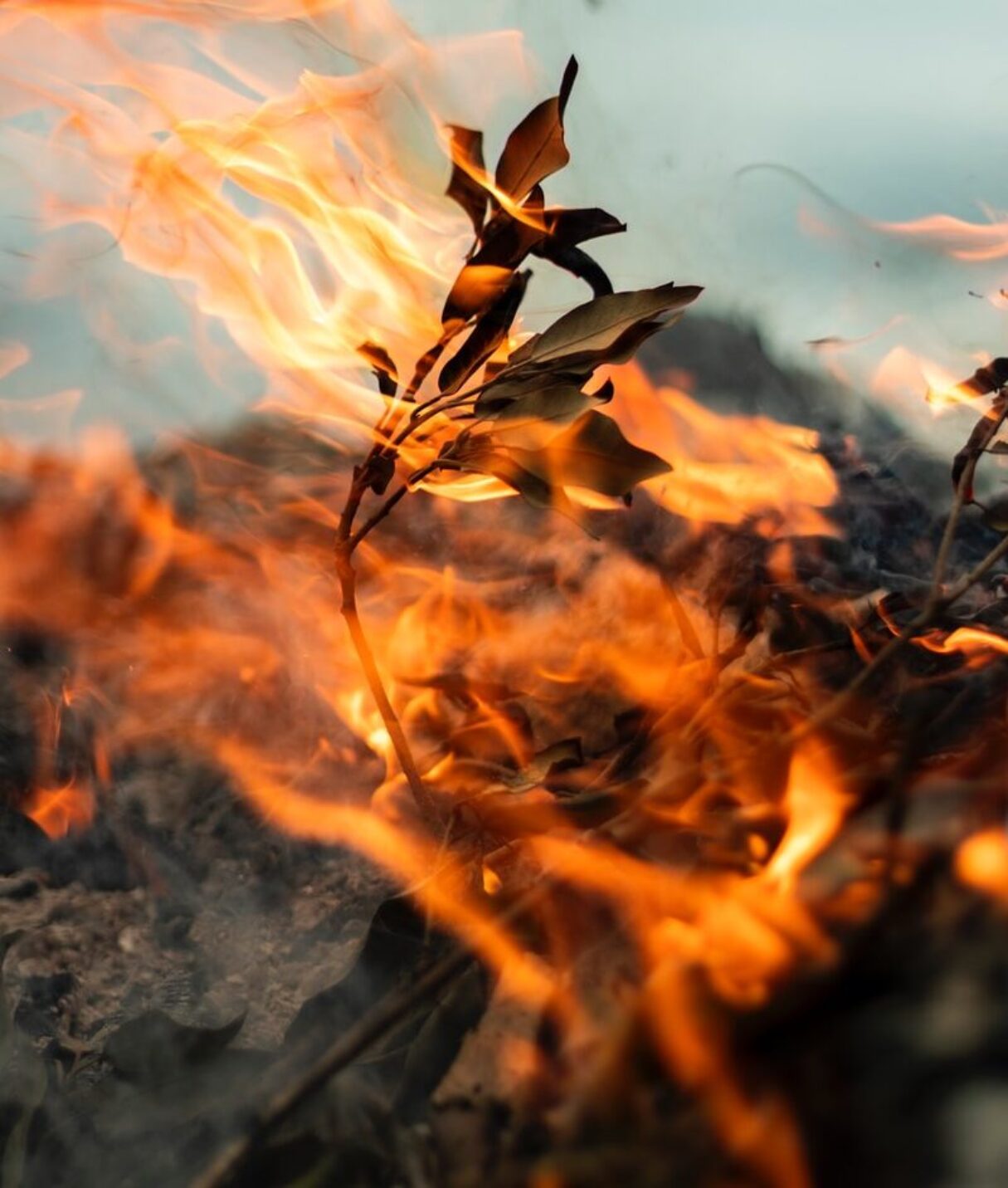 plant burned with fire