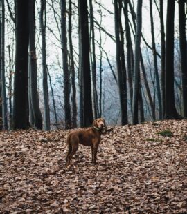 brown short coated dog on forest during daytime