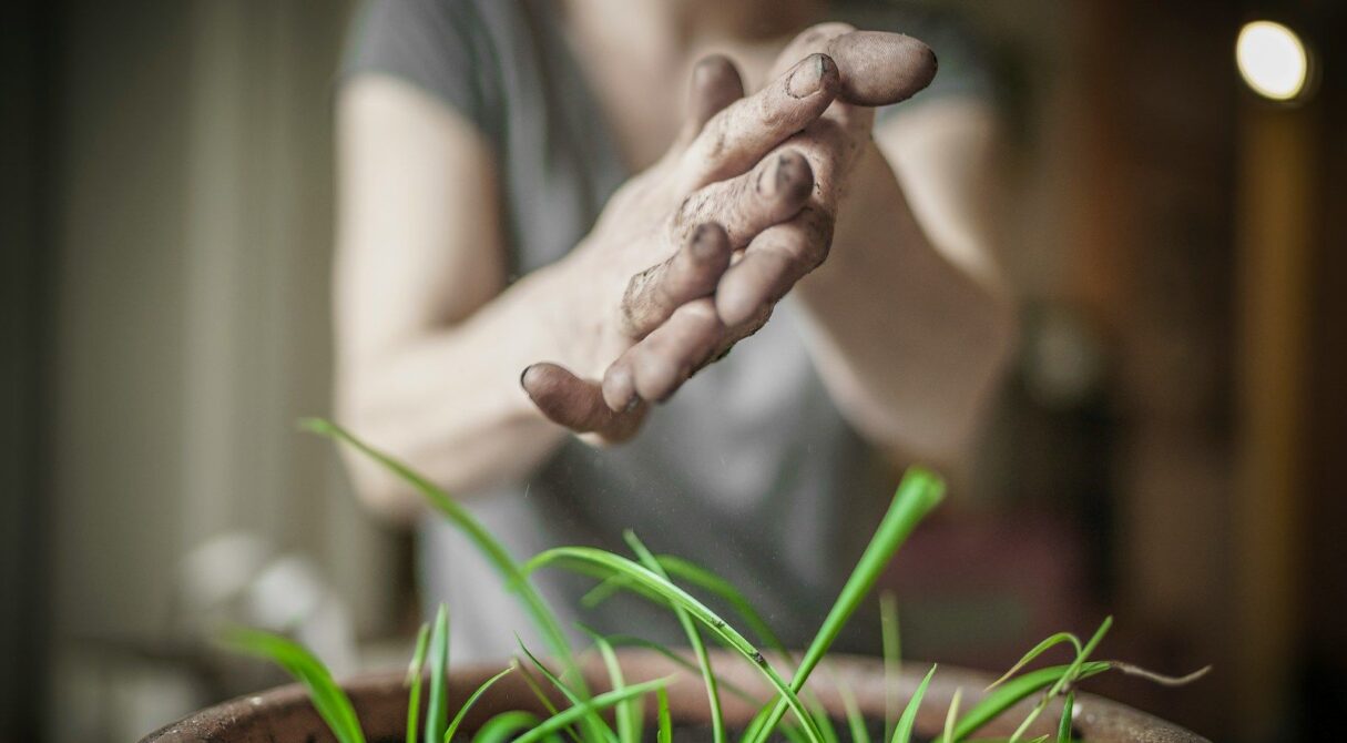 person's hands over green leafed plant